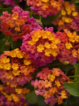 Coco Basket 12"- Lantana